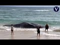 Aparece una ballena muerta en una playa de Hawái con gran cantidad de plásticos en su estómago