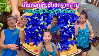 #เก็บดอกอัญชัน #dance  #pickingbutterflypeaflower เก็บดอกอัญชันในสวน Picking butterfly pea flowers