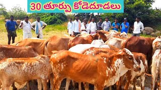 మద్దూర్ సంతలో 30 తూర్పు కోడెదూడలకి ధమగ్నపూర్ అంజిగారు ఎంతధర చెబుతున్నారో చూడండి,Maddur cattle market