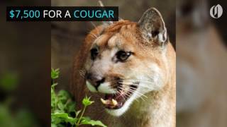 Oregon poachers face new penalties up to $50k
