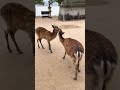 【厳島神社】周辺に生息する鹿たち