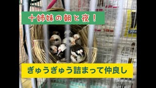 十姉妹の朝と夜！文鳥とは仲良くできるのか…？！