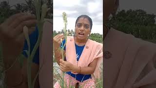 அட படிக்காத முட்டாளே!!!#shorts #trending #comedy #viral