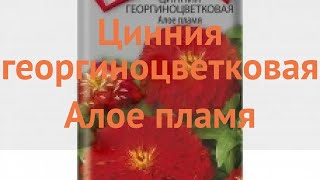 Цинния георгиноцветковая Георгиноцветковая Алое пламя 🌿 обзор: как сажать, семена циннии