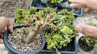 การดูแล ปลูกเลี้ยง crassula ต้น money