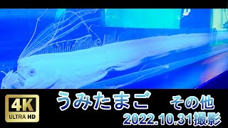 「うみたまご」その他　\