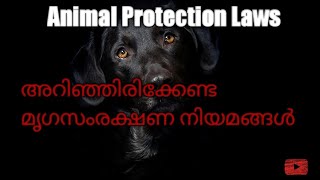 | Animal Protection Laws in India | Malayalam | #justiceforbruno