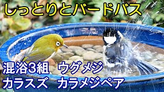 植木鉢でバードバス（野鳥の水浴び場）冬編3～ジョウビタキ/ウグイス/シジュウカラ/メジロ/スズメ