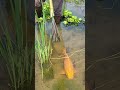 best amazing rural fish🤯 awesome techniques fishing 🐟 shorts