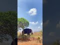 chinnathambi 🐘 forest wildlife