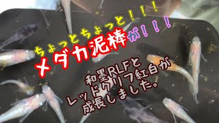 【メダカ】メダカ泥棒が！！！和墨RLFとレッドクリフ紅白が！！！【レッドクリフと和墨RLF】