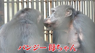 みんなのパンジー母ちゃん（Everyone's Panzee mom）　宇都宮動物園　チンパンジー　202309