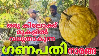 ഒരു കിലോക്ക് മുകളിൽ വളരുന്ന മധുരമുള്ള ഗണപതി നാരങ്ങ..