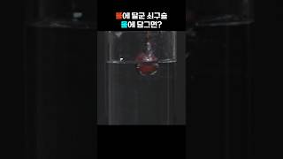 불에 달군 쇠구슬이 물에 닿으면 보호막이 생깁니다... (초고속카메라촬영) #shorts