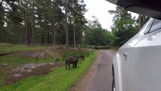 Safari på Eriksberg