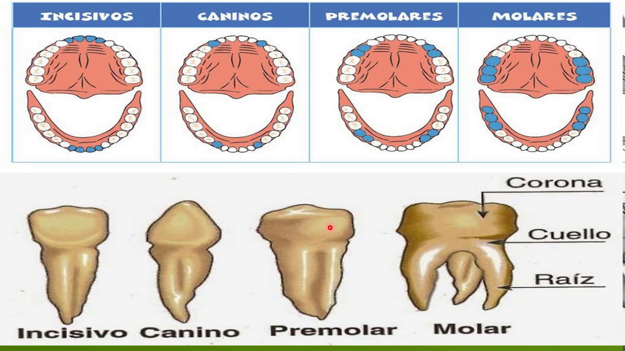 Los Dientes - YouTube