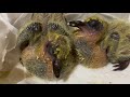 【土鳩の雛】巣を撤去されてしまった鳩の雛を引き取りました