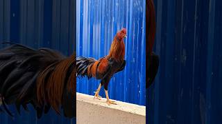 🐓திருட்டு குடும்பமா🤣#funny_chicken #kozhi_koothugal #trending #youtubeshorts #shortsfeed #viralvideo