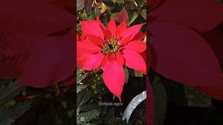 poinsettia plants #plants #shorts #poinsettia #flowers #amazing #ytshorts