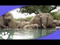 Elephants Quench Thirst In Unlikely Place | Animalkind