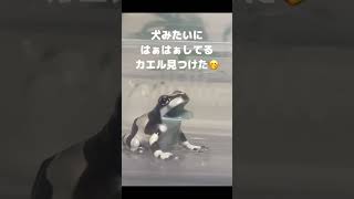 犬みたいなカエル…!?