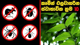 කෘමි සතුන් පලවා හැරීමේ ස්වාභාවික උපක්‍රම