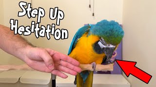 Step Up Hesitation - Why Parrots Don't Want to Step Up