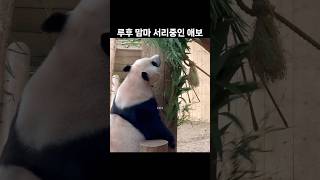 루이후이가 남긴 댓잎 냠냠하는 아이바오💛 직립보행은 처음 보네👍🏼 #panda #animals #shorts