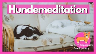 Hundemeditation: So entspannt auch dein Hund