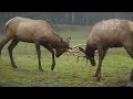 wild rocky mountains fierce predators hidden behind majestic peaks animal documentary