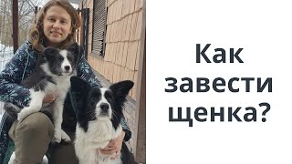 Как выбрать щенка? Хочу завести собаку. Щенок бордер колли из питомника Рутагор. Дрессировка, Казань