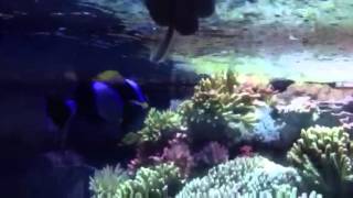 LATEZONATUS CLOWNFISH FEEDING HOST - ELITE AQUARIA