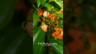 A flower bud of Bauhinia kockiana | in my garden 🧡💛 #shorts