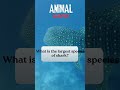 Animal Challenge