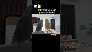 毎日会ってるとは思えない程のテンション✨#インコ #癒し#おしゃべり