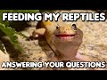 Feeding My Reptiles & Answering Your Questions