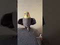 A cockatiel surprise #yumyumthetiel #parrot #bird #pet #cute #cockatiel