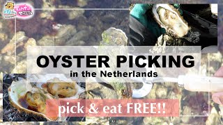OYSTER PICKING IN THE NETHERLANDS, FOR ABSOLUTELY FREE!!! | TONTON TRAIN