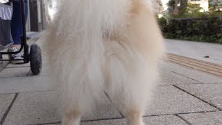 ポメラニアンのせかい【モチ】 Pomeranian is a cute dog.