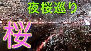 目黒川夜桜🌸  全て見せます64分　2019年3月26日