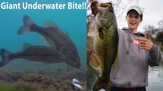 GIANT Spawning Bass W/Underwater Footage! | TylersReelFishing