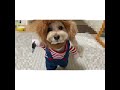 激カワ チャッキー犬　それはもうホラーです