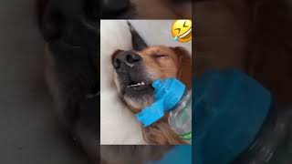 Cats🐱 and Dogs 🐶 Funny Video #shorts #trending #cats #dog #funny #funnyvideo #funnyshorts