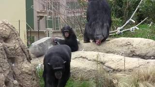 リュウ家族 チンパンジー 70 Chimpanzee Ryu family groups