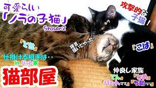 可愛らしい「ノラの子猫」Season2 #17 攻撃的な子猫！暴君の称号は「こば」へｗ