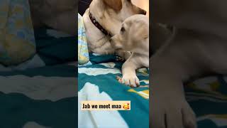 PoV : Jab We Meet Mother 😇🥰 #labrador #dog #bond