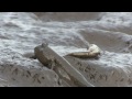 「ムツゴロウの婚活　mudskipper jumping」