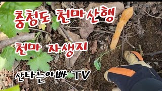 천마산행 천마 자생지