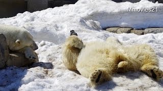 ララの傍で仰向けデナリ~Polar Bears are sleeping