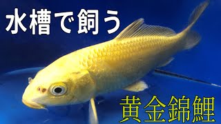 【錦鯉】水槽で飼う山吹黄金をえらんでみた